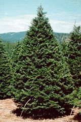 Grand Fir