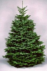 Noble Fir