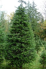 Nordman Fir